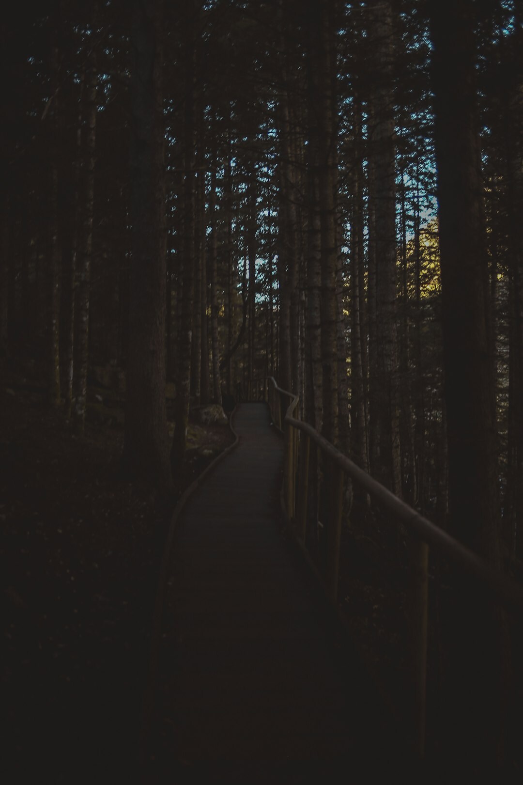 mysterious forest path at dusk